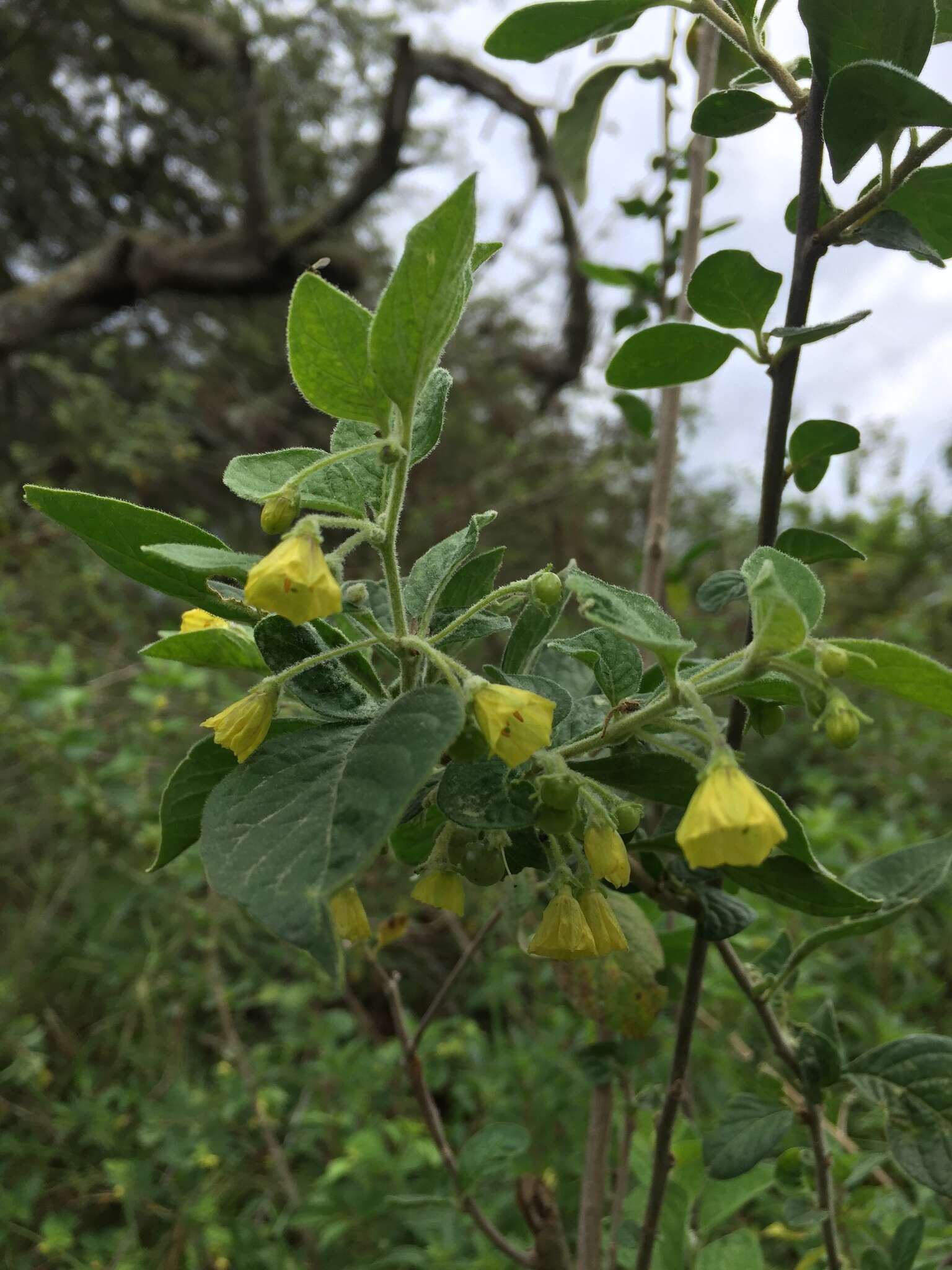 Image of Capsicum rhomboideum (Dun.) Kuntze