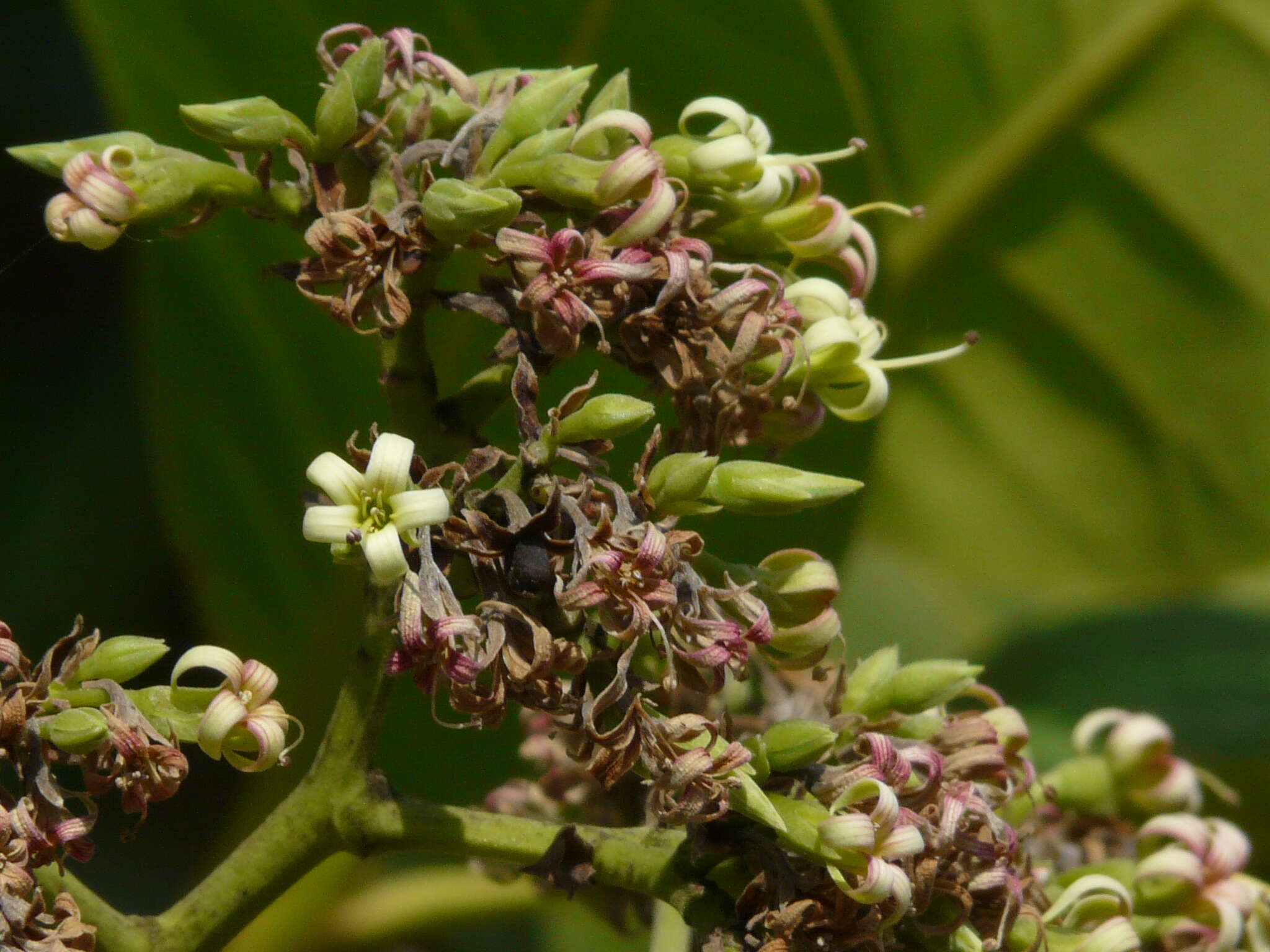 Image of cashew