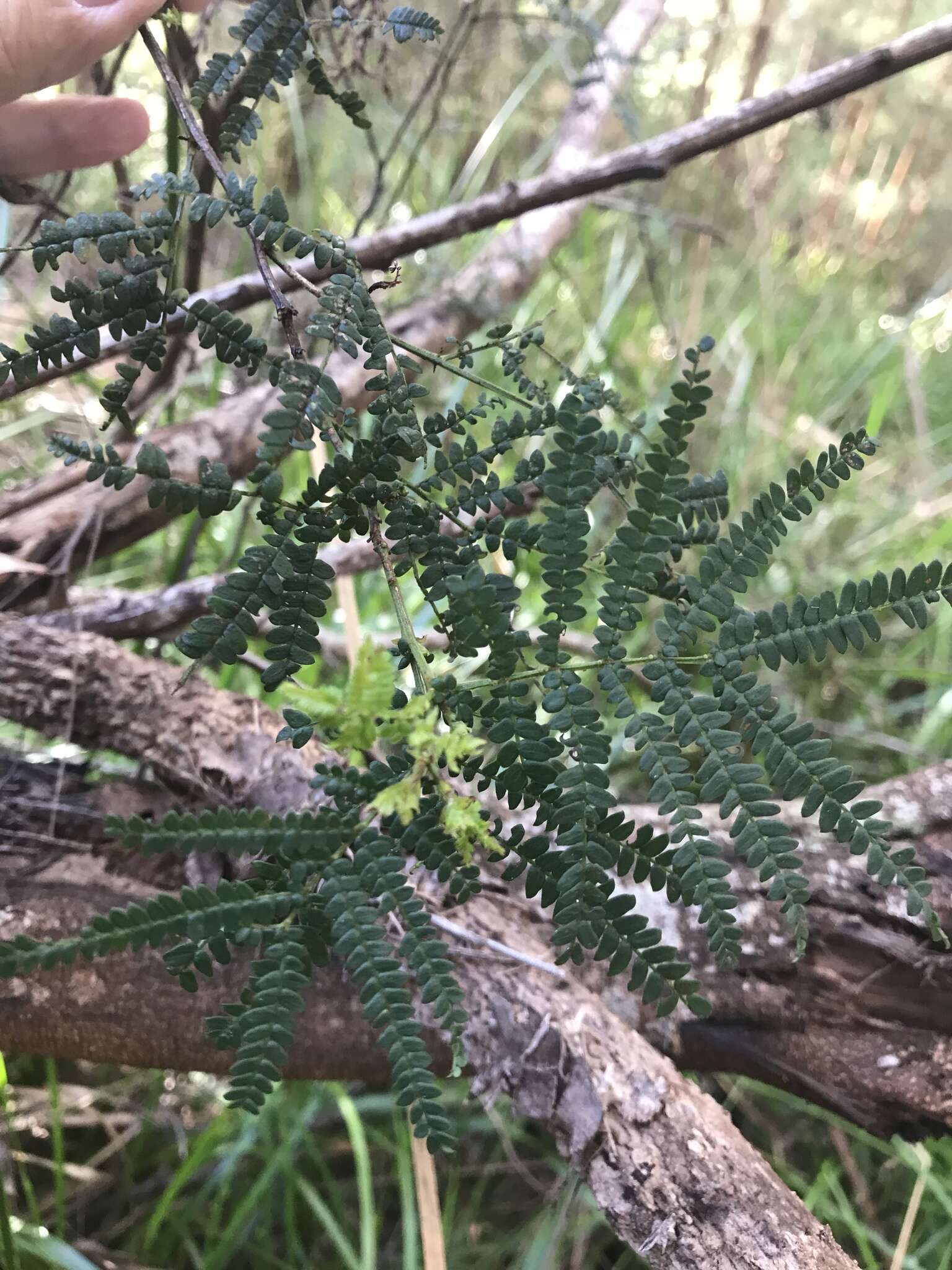 Image de Acacia pentadenia Lindl.