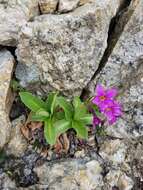 Primula parryi A. Gray resmi