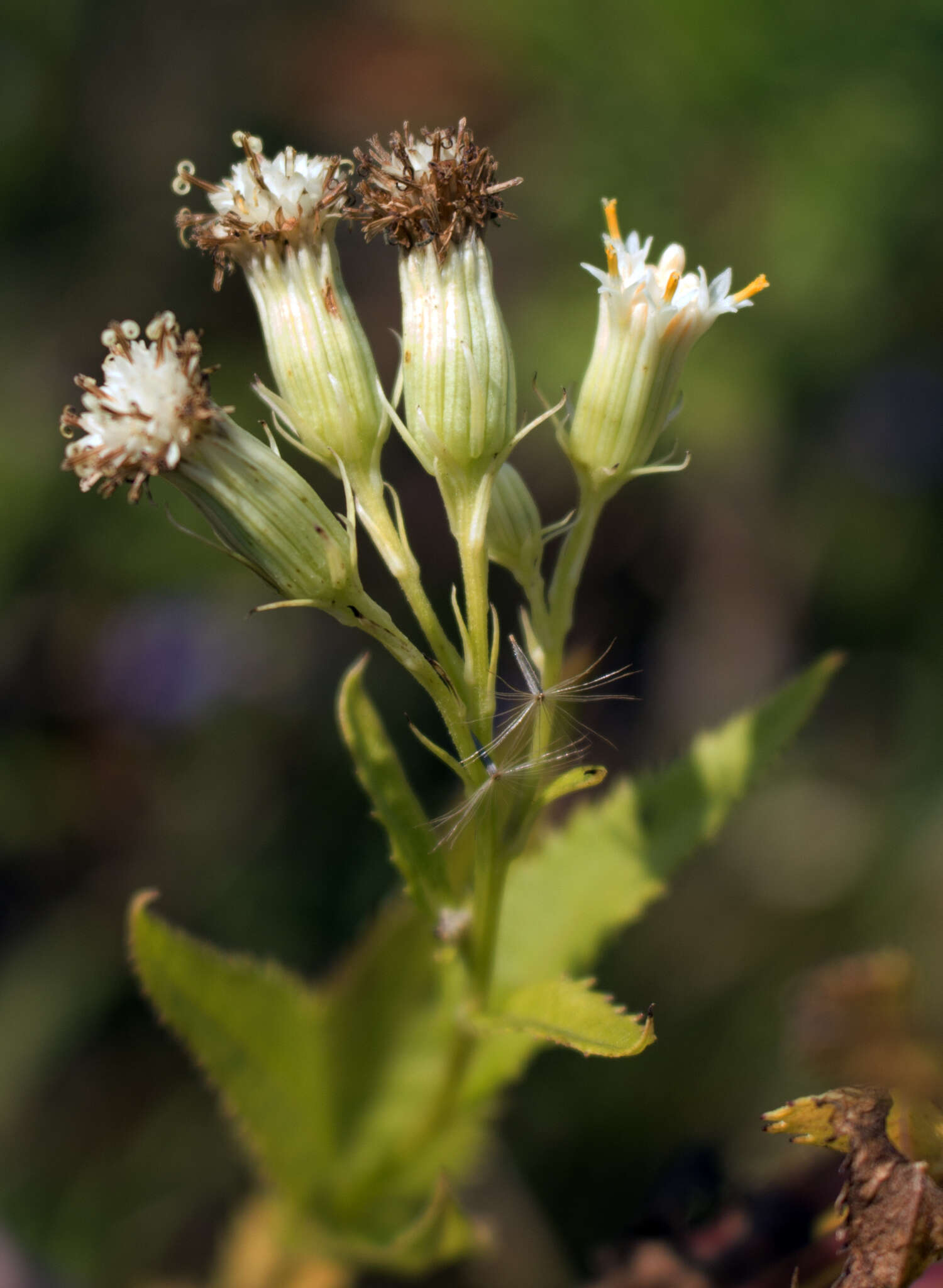 Image of false Indian plantain