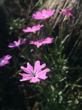 Imagem de Phlox speciosa Pursh