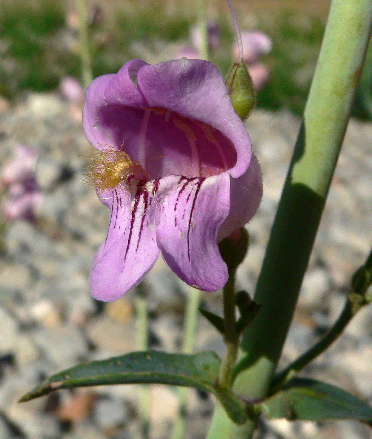 Image of Palmer's penstemon