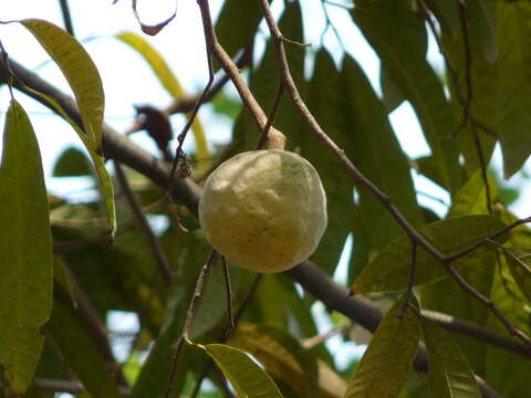 Imagem de Annona reticulata L.