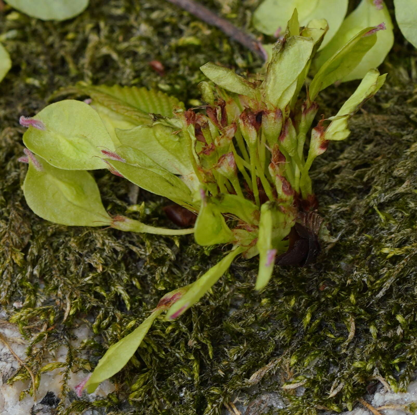 Image of Ulmus uyematsui Hayata