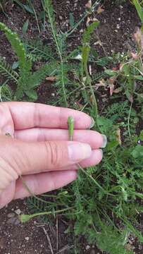 Image of Papaver minus (Bél.) Meikle