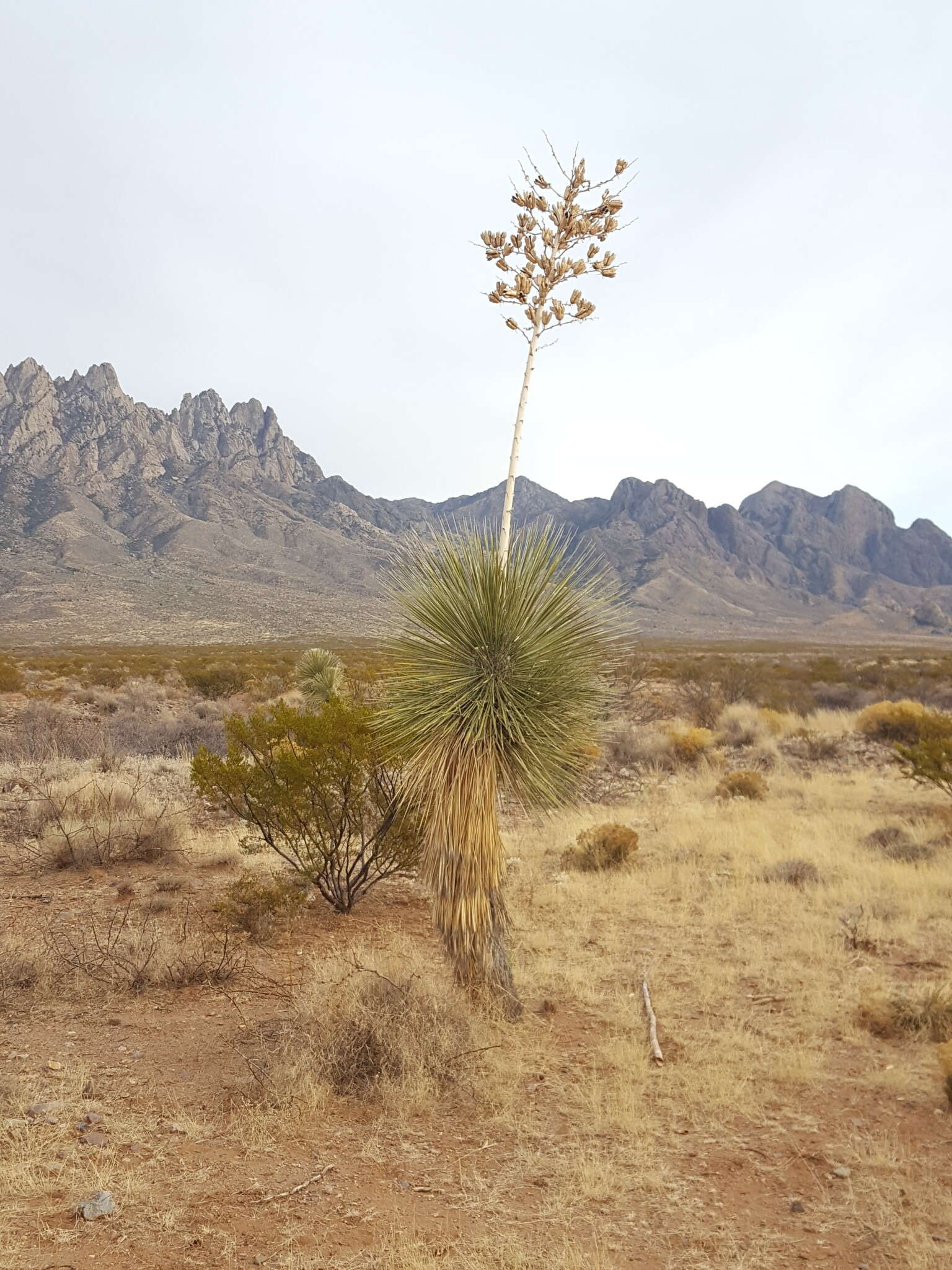 Image of Yucca elata var. elata