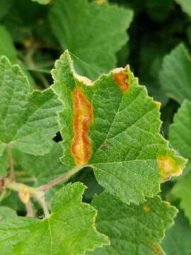 صورة Puccinia caricina DC. 1815