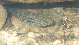 Image of Glossogobius illimis Hoese & Allen 2012