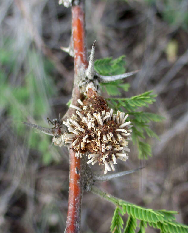 Vachellia hebeclada (DC.) Kyal. & Boatwr. resmi