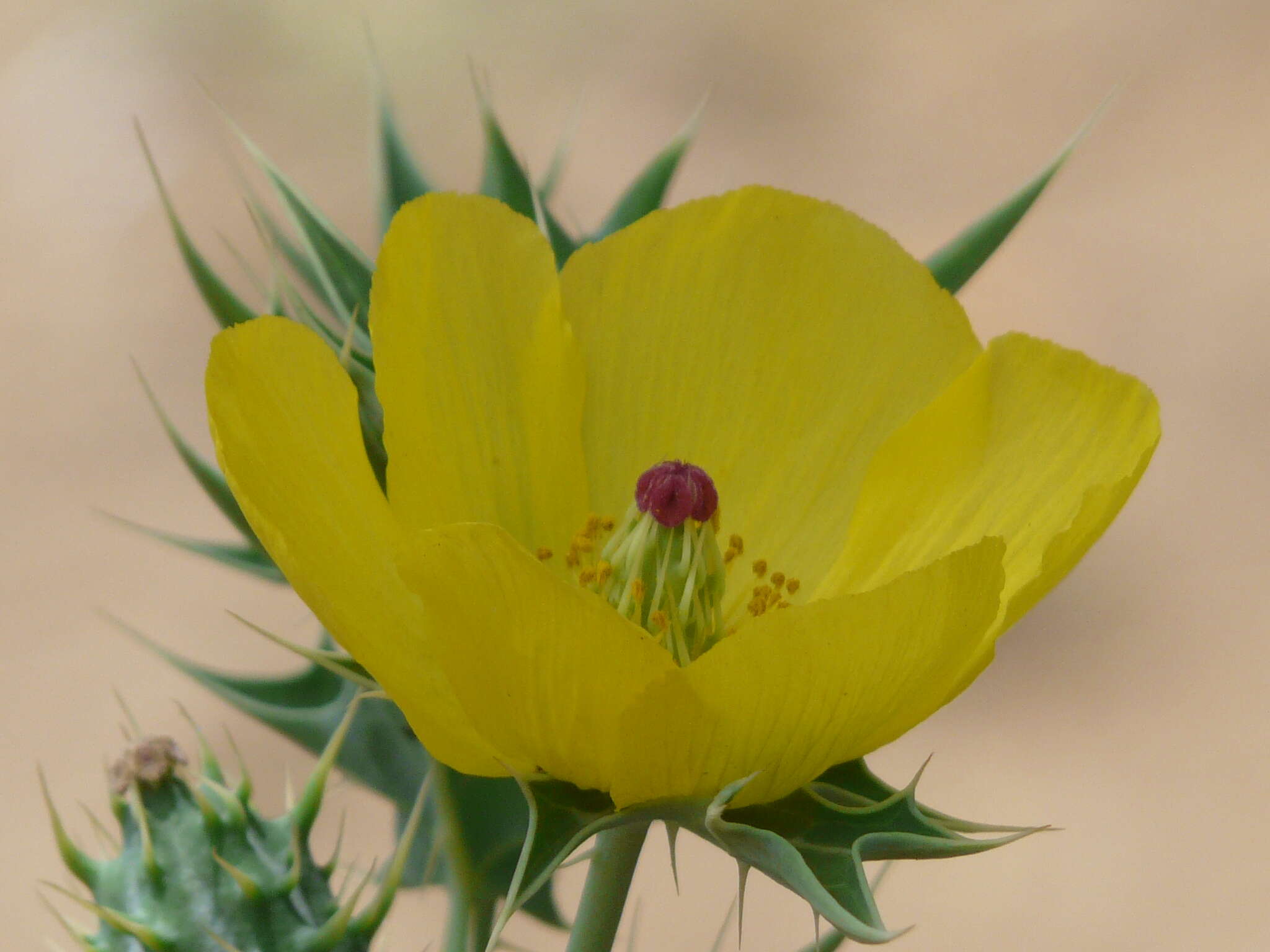 Image of Mexican pricklypoppy