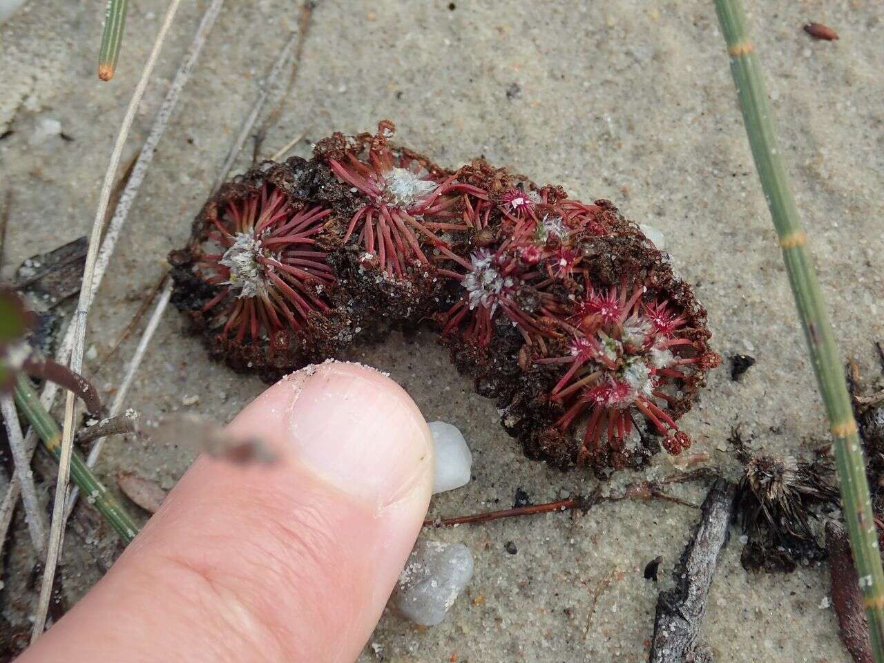 Image of Drosera pygmaea DC.