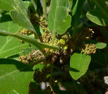 Image of Gambel Oak