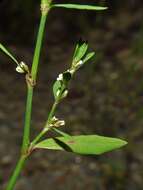 Image of bushy knotweed