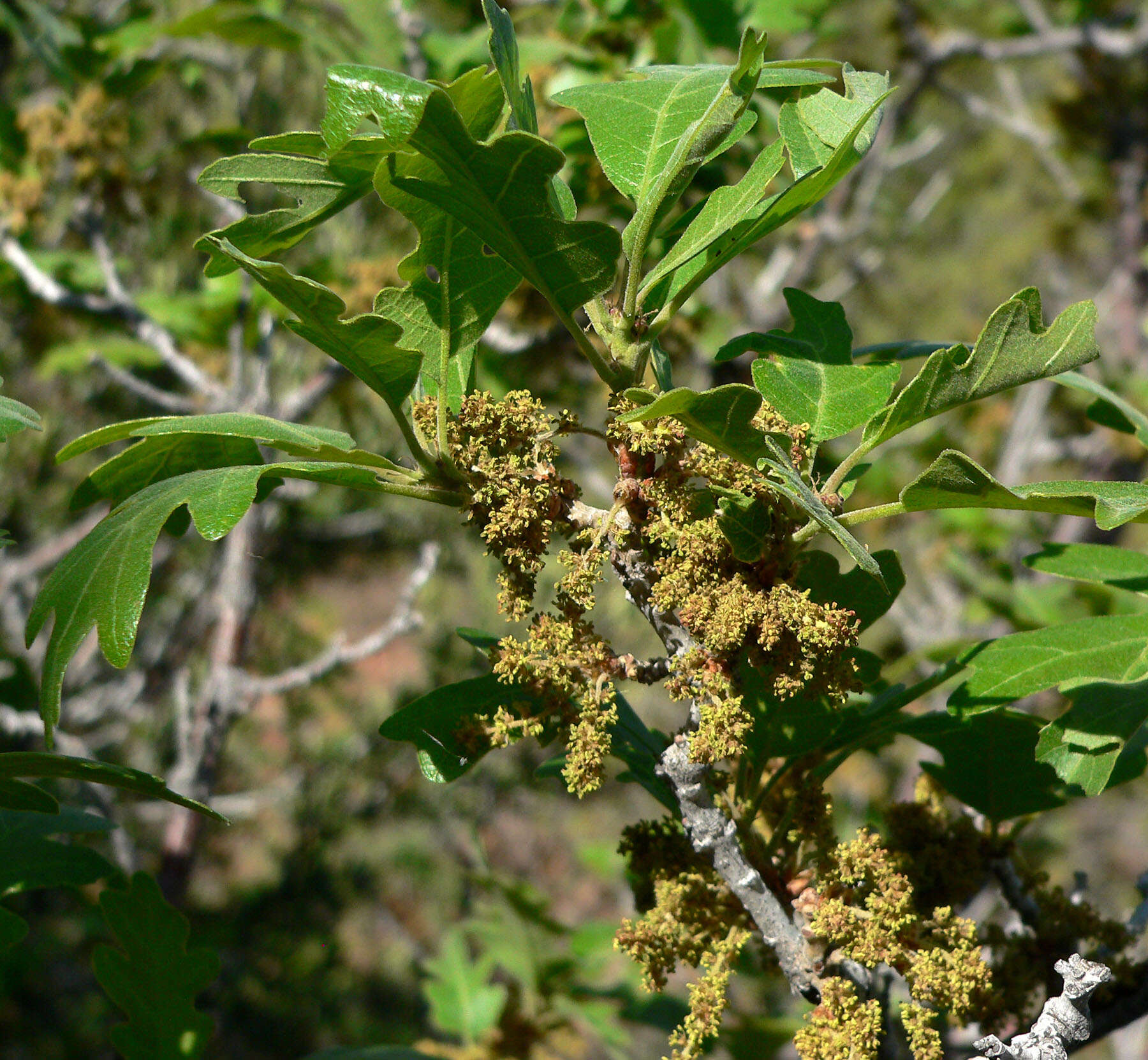 Image of Gambel Oak