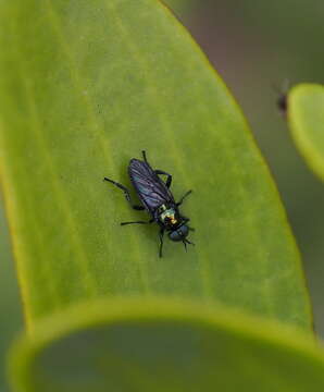 Image of Actina chalybea Meigen 1804