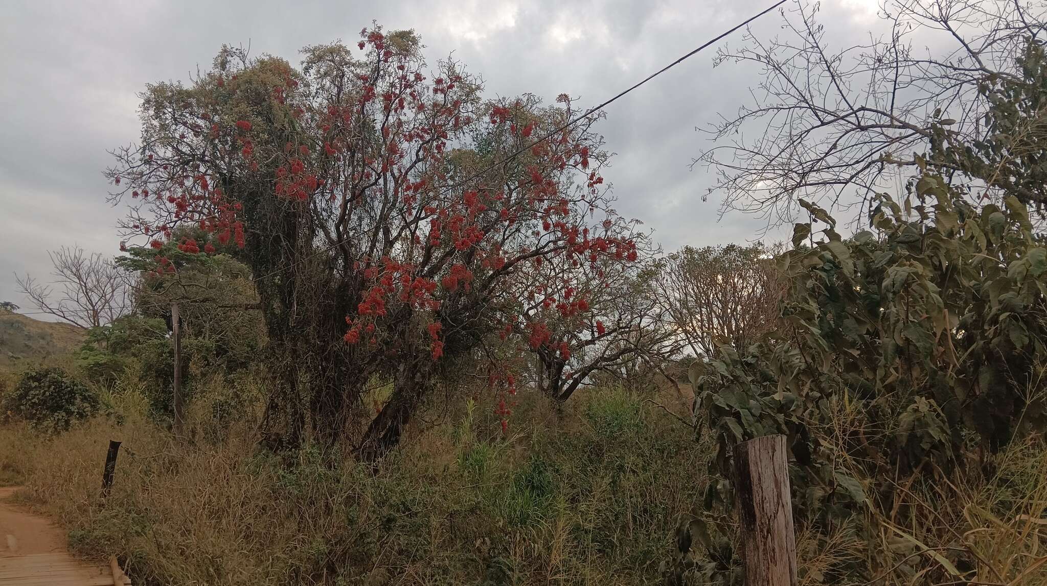 Erythrina falcata Benth. resmi