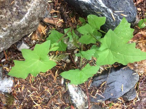 Image of American trailplant