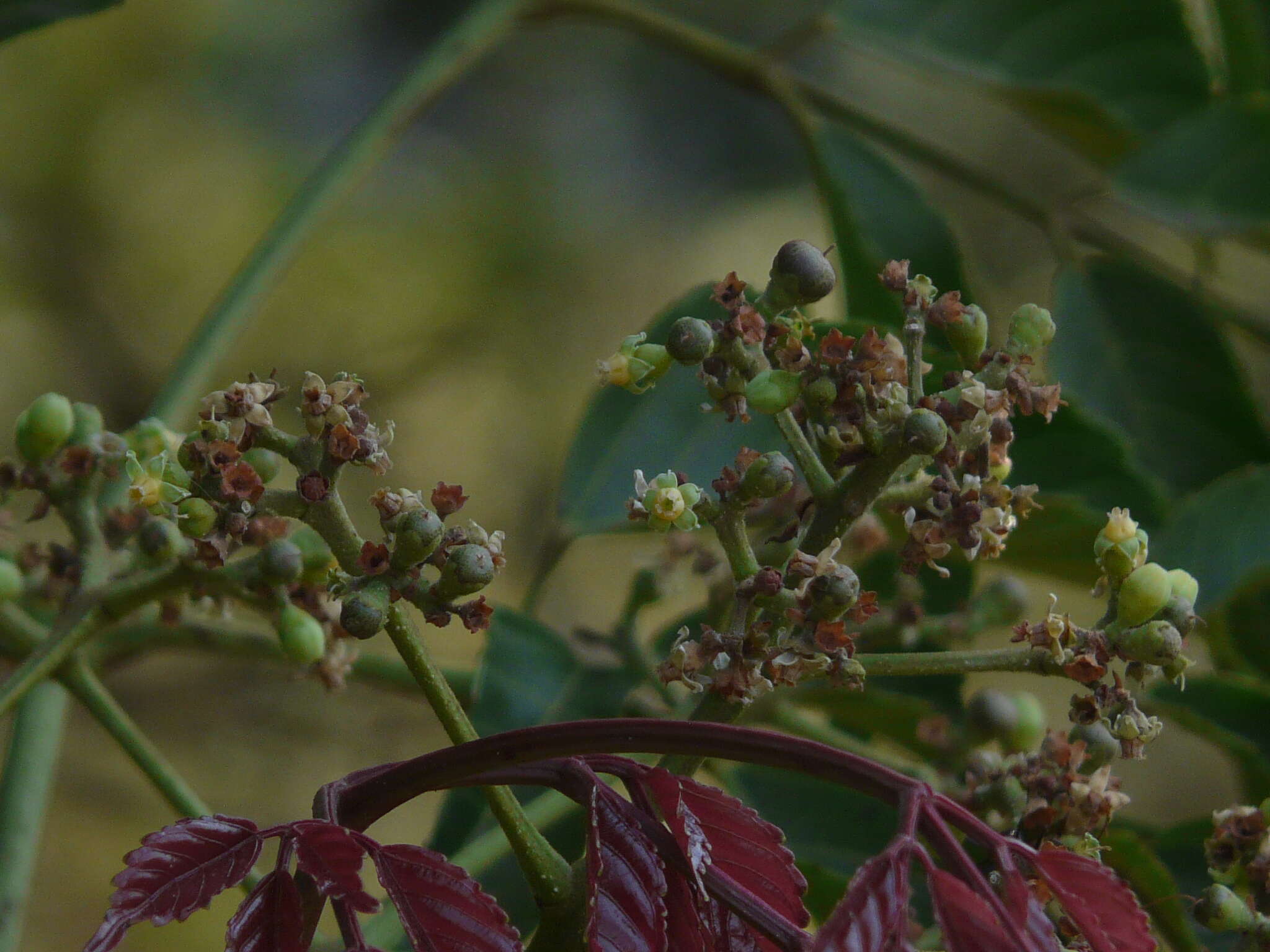 Leea indica (Burm. fil.) Merr. resmi