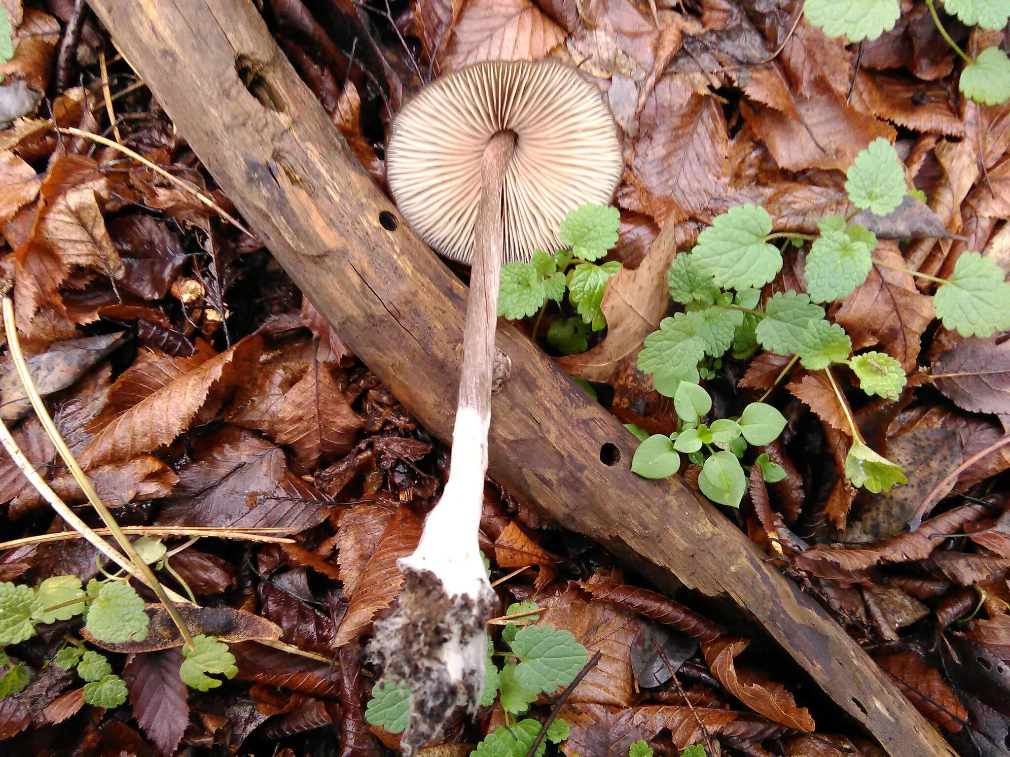 Image de Entoloma hirtipes (Schumach.) M. M. Moser 1978