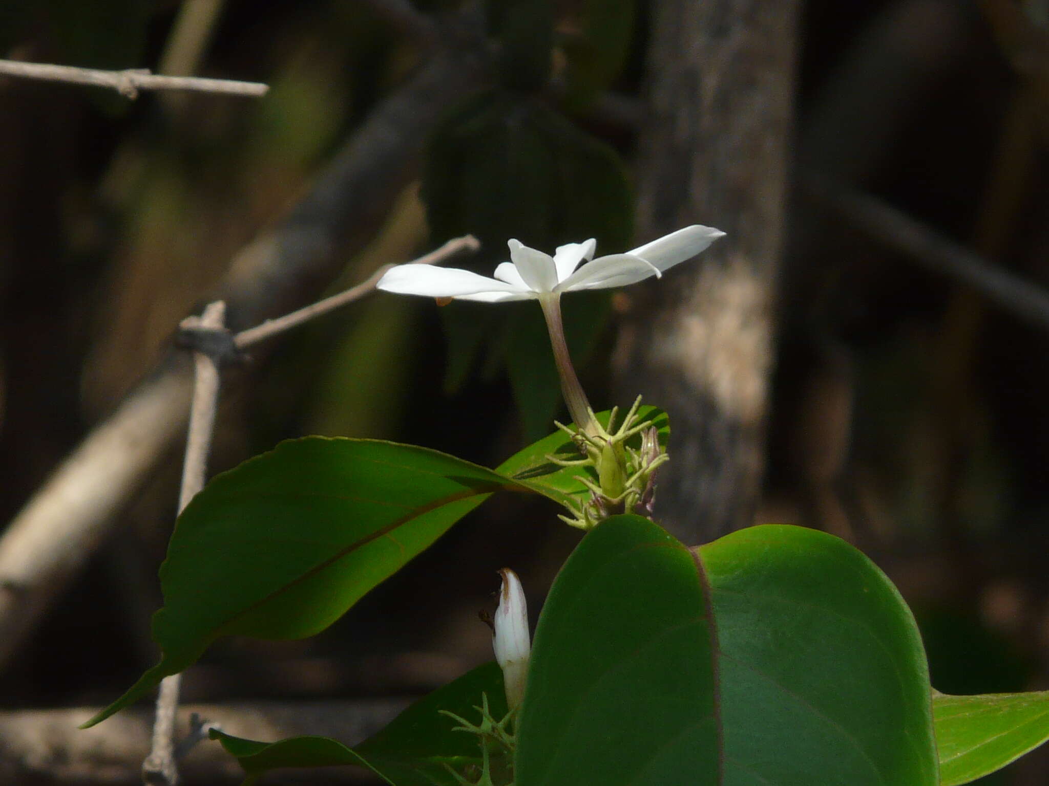 Image of Jasminum malabaricum Wight