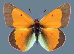 <i>Colias <i>meadii</i></i> meadii resmi