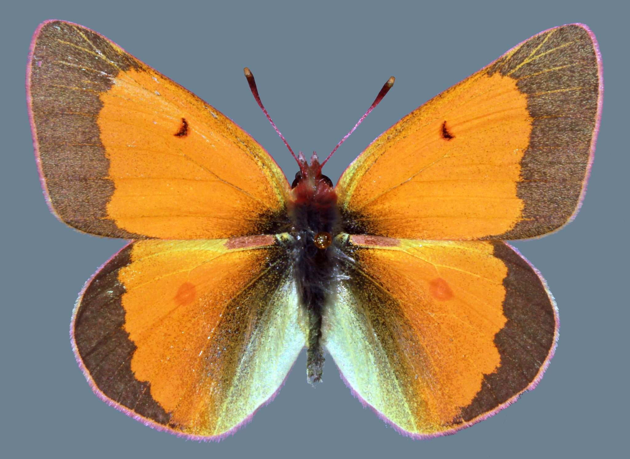 Image of <i>Colias <i>meadii</i></i> meadii