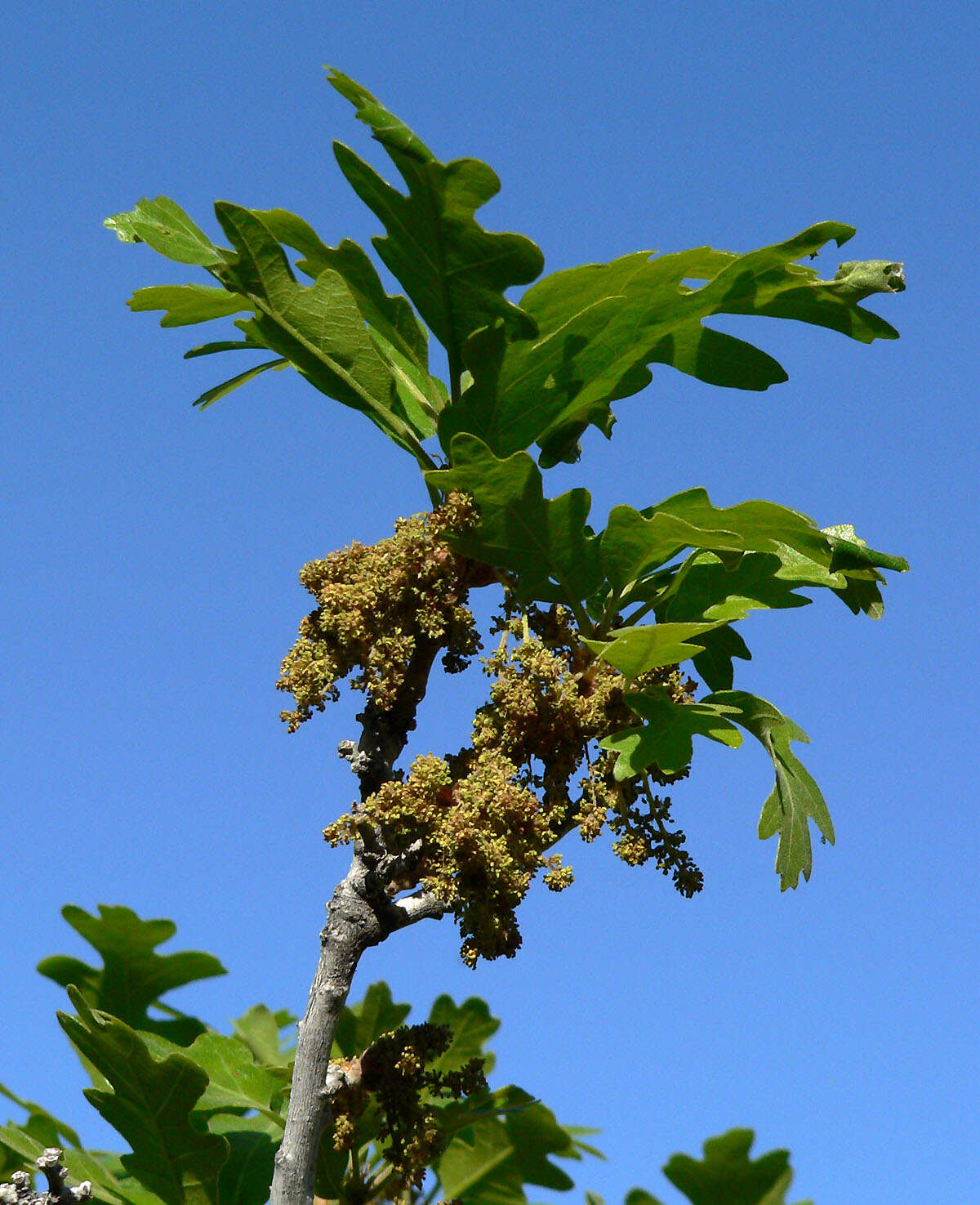 Image of Gambel Oak