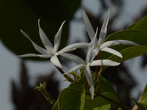 Imagem de Jasminum malabaricum Wight