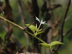 Image of Jasminum malabaricum Wight