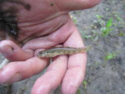 Imagem de Etheostoma blennioides Rafinesque 1819