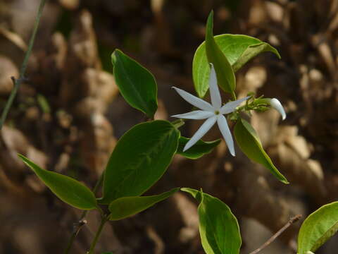 Imagem de Jasminum malabaricum Wight