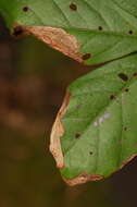 Image of Orchestomerus eisemani Yoshitake & Anderson 2015