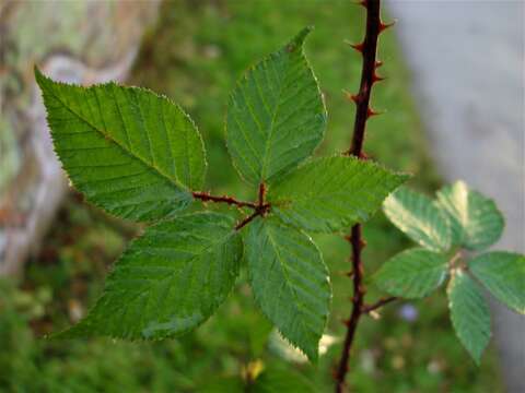 Image of Rubus adspersus Weihe ex H. E. Weber