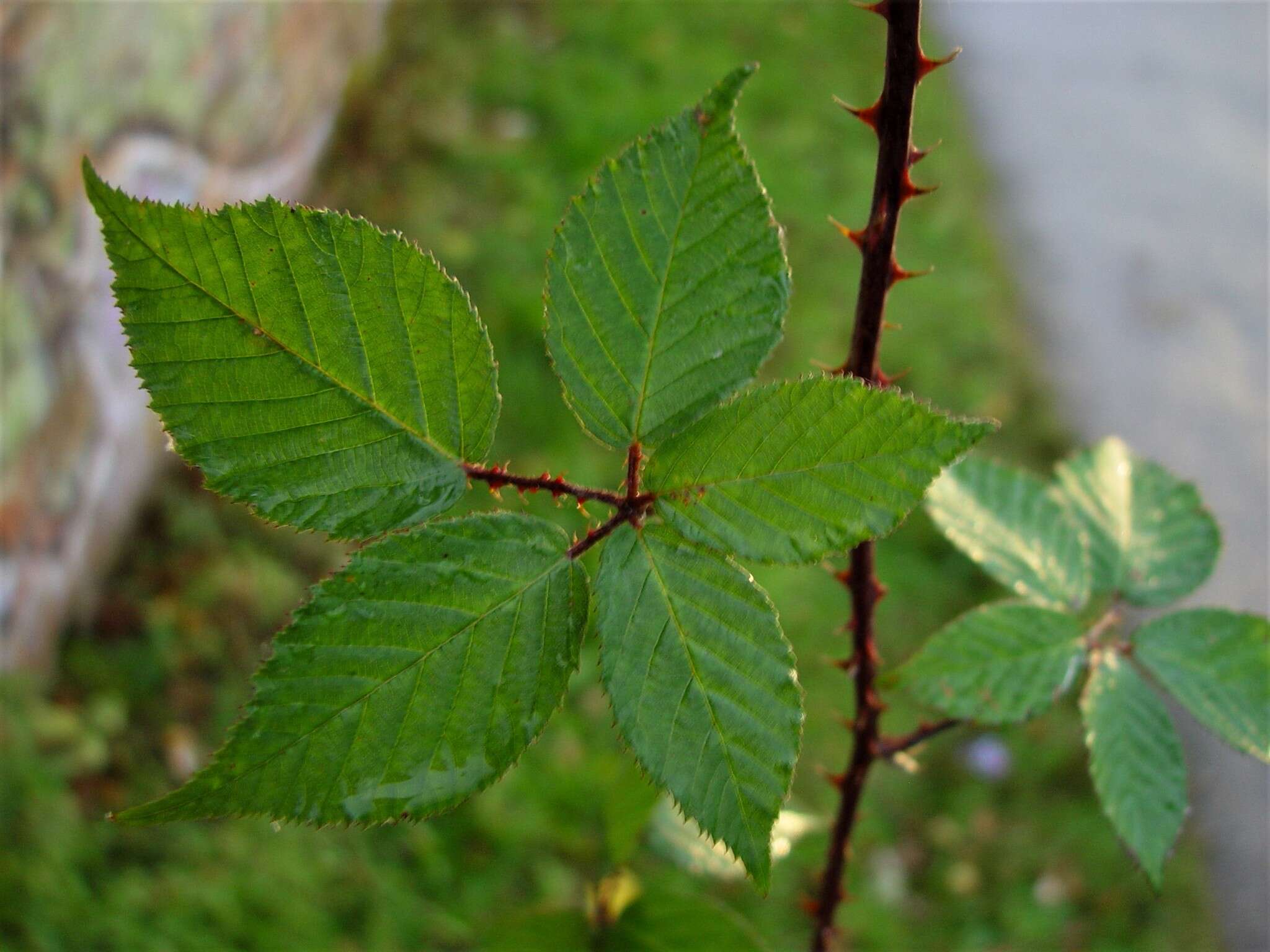 Image of Rubus adspersus Weihe ex H. E. Weber