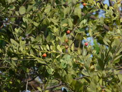 Image of Bark bush