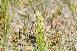 Image of Northern green orchid