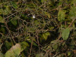 Rhinacanthus nasutus (L.) Kuntze resmi