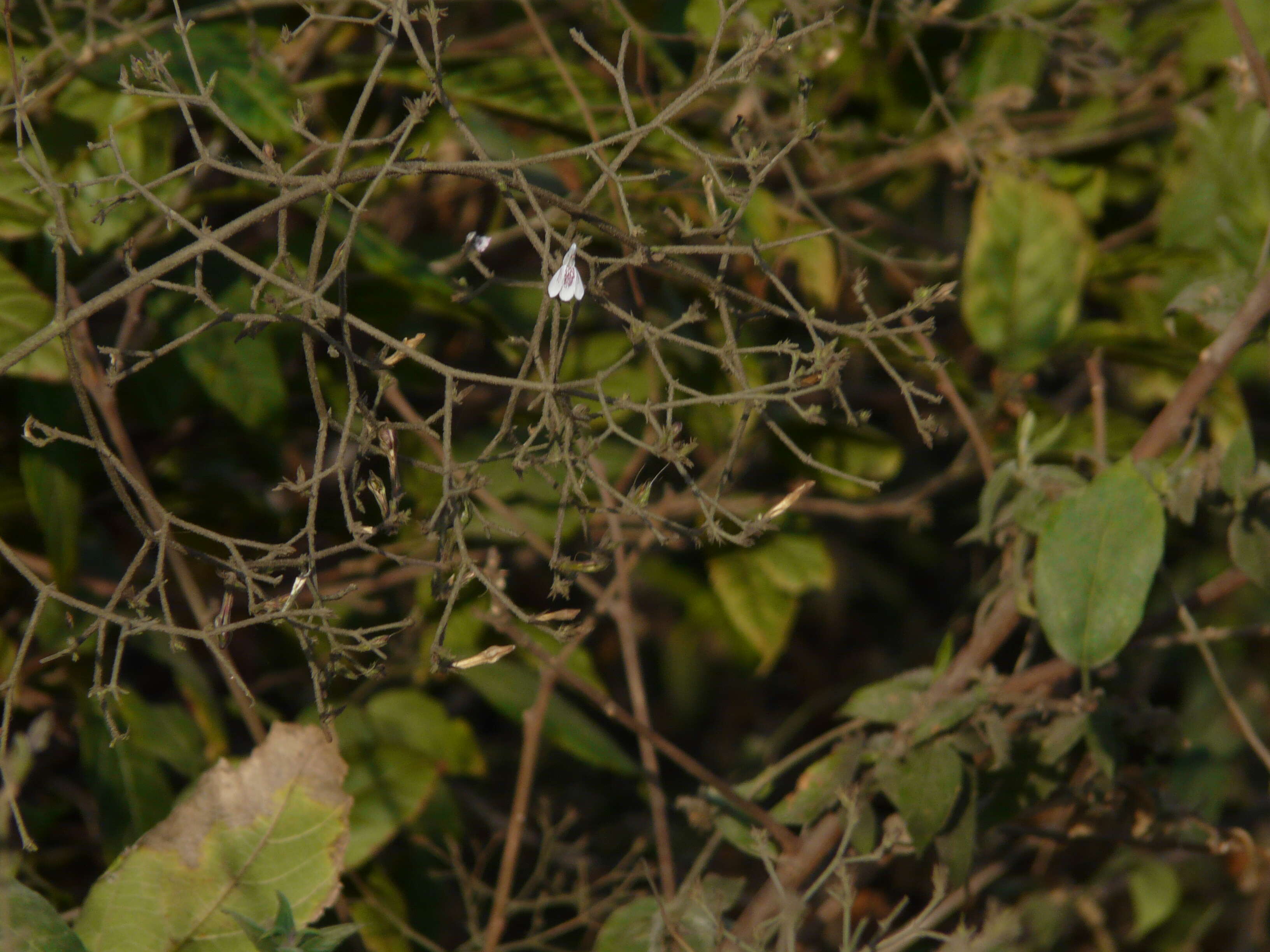 Image of Rhinacanthus nasutus (L.) Kuntze
