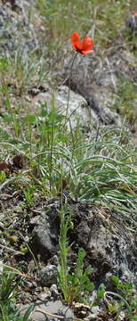 Image of Papaver laevigatum M. Bieb.