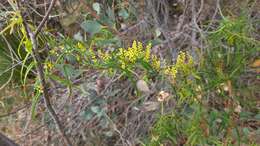 Image of Dioscorea hastifolia Nees