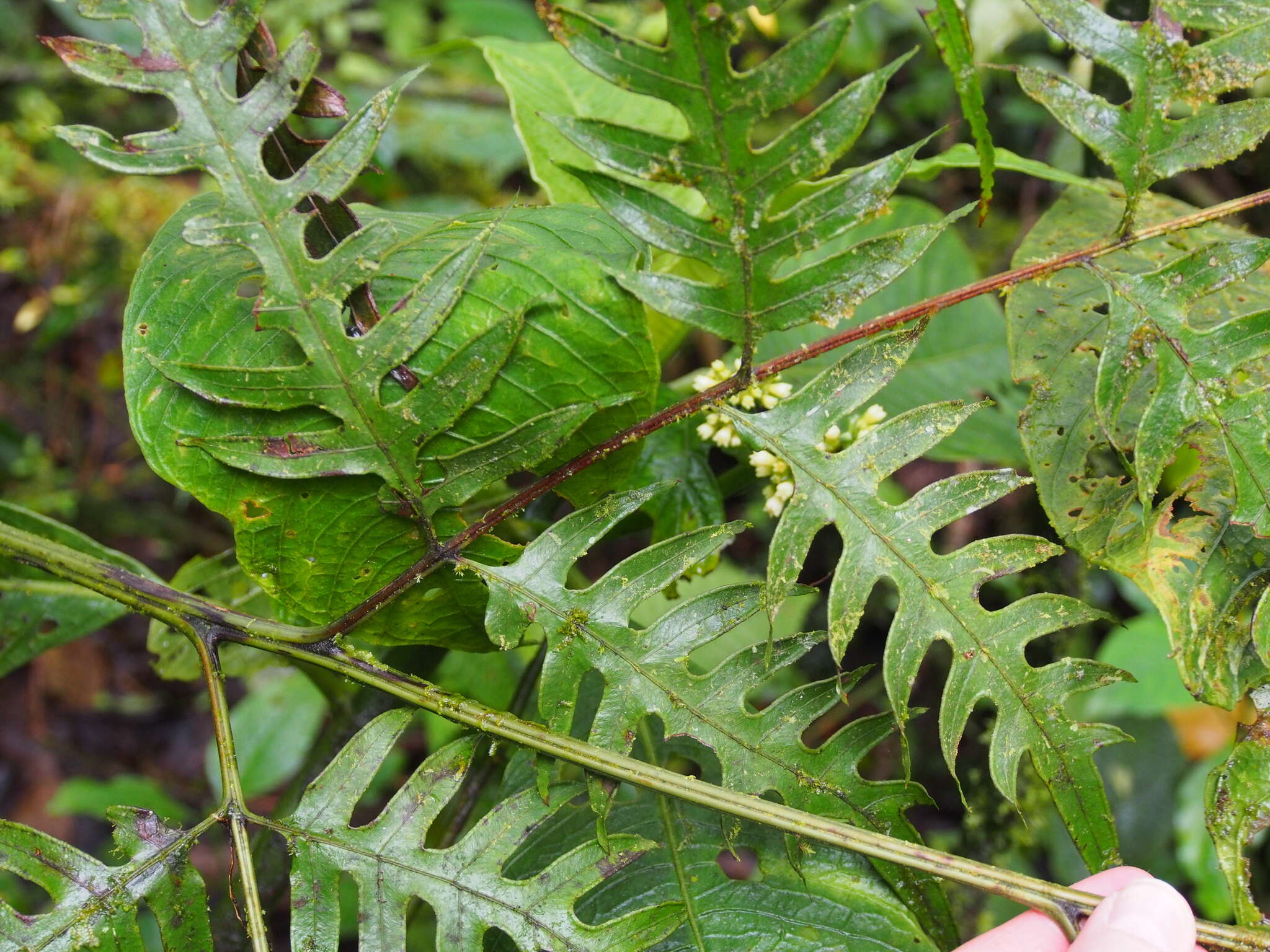 Imagem de Pteris altissima Poir.