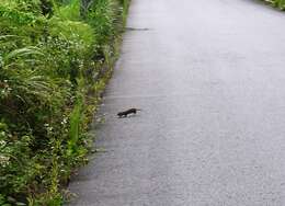 Image of Japanese Weasel