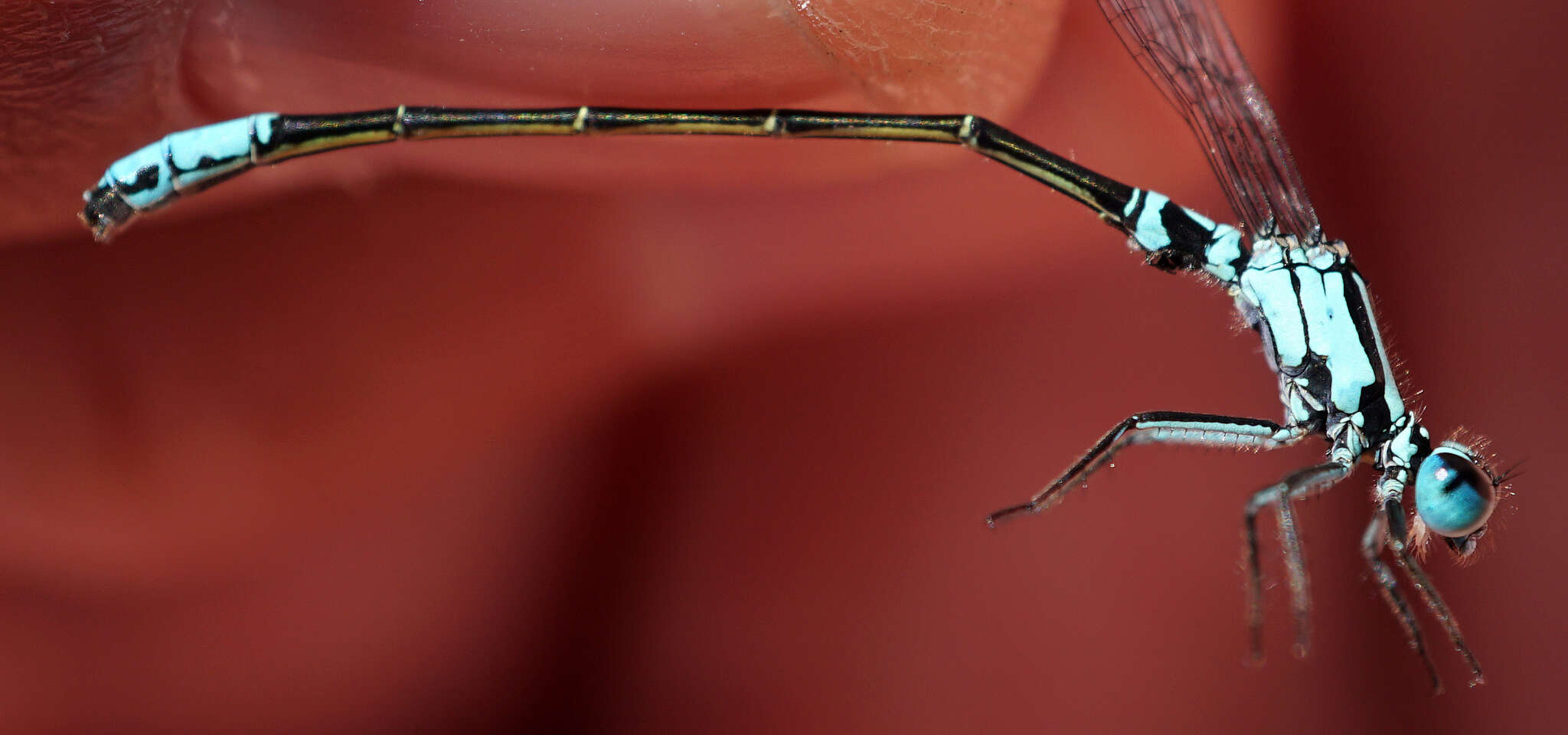 Image of Lilypad Forktail