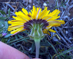 Image of False sowthistle