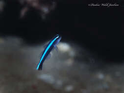 Image of Northern Neon Goby