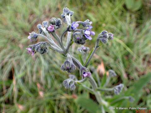 Image of Cynoglossum hirsutissimum Lehm.