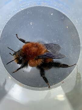 Image of Bombus rubicundus Smith 1854