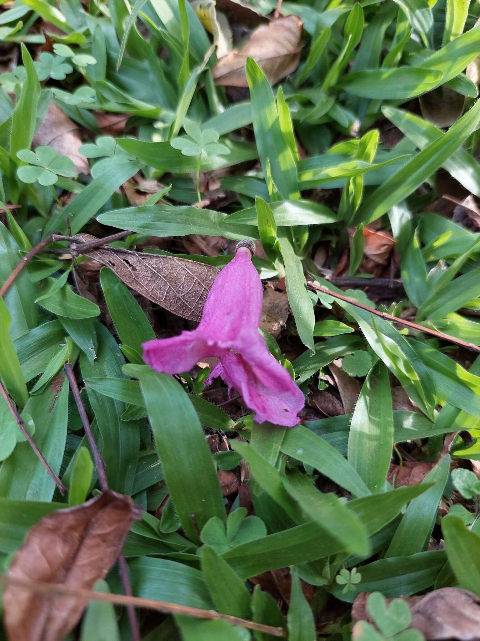 Image of Jacaranda micrantha Cham.