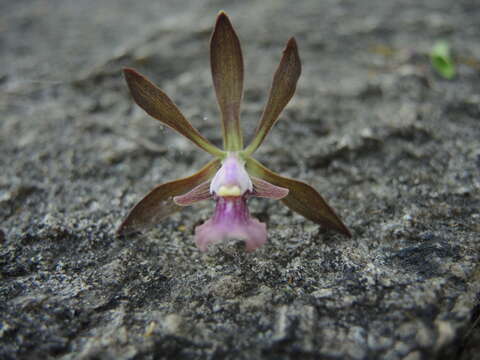 Image of Encyclia acapulcensis